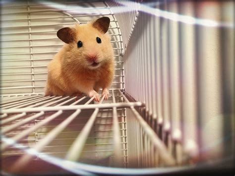 hasmter|The 5 Most Popular Hamster Species Kept as Pets